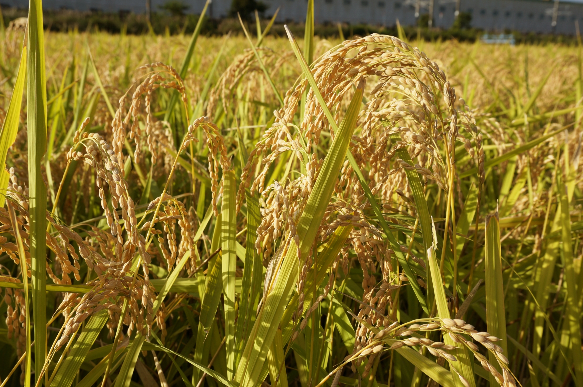 11月配信協同の歴史の瞬間（稲穂）