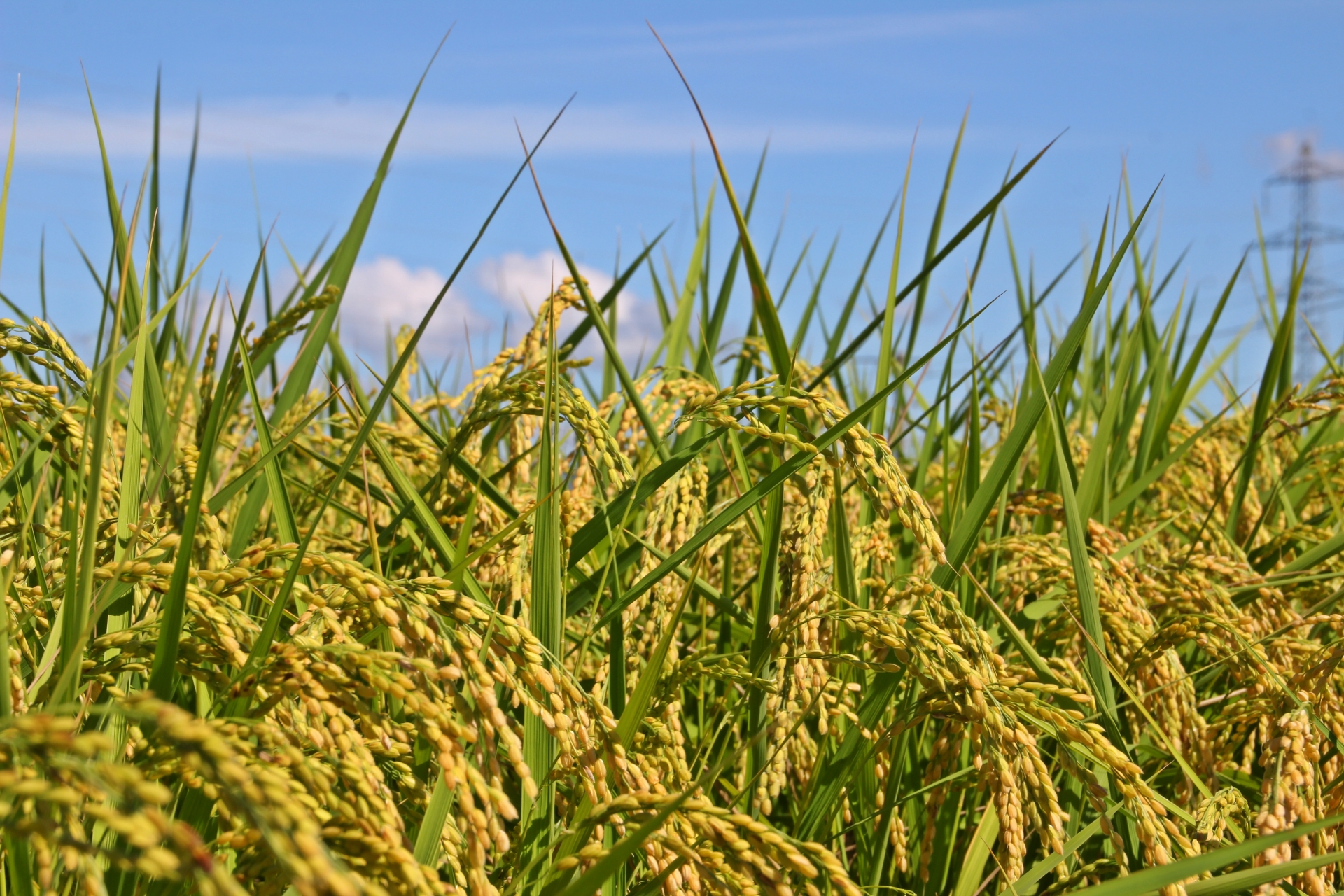 12月配信協同の歴史の瞬間（稲穂）