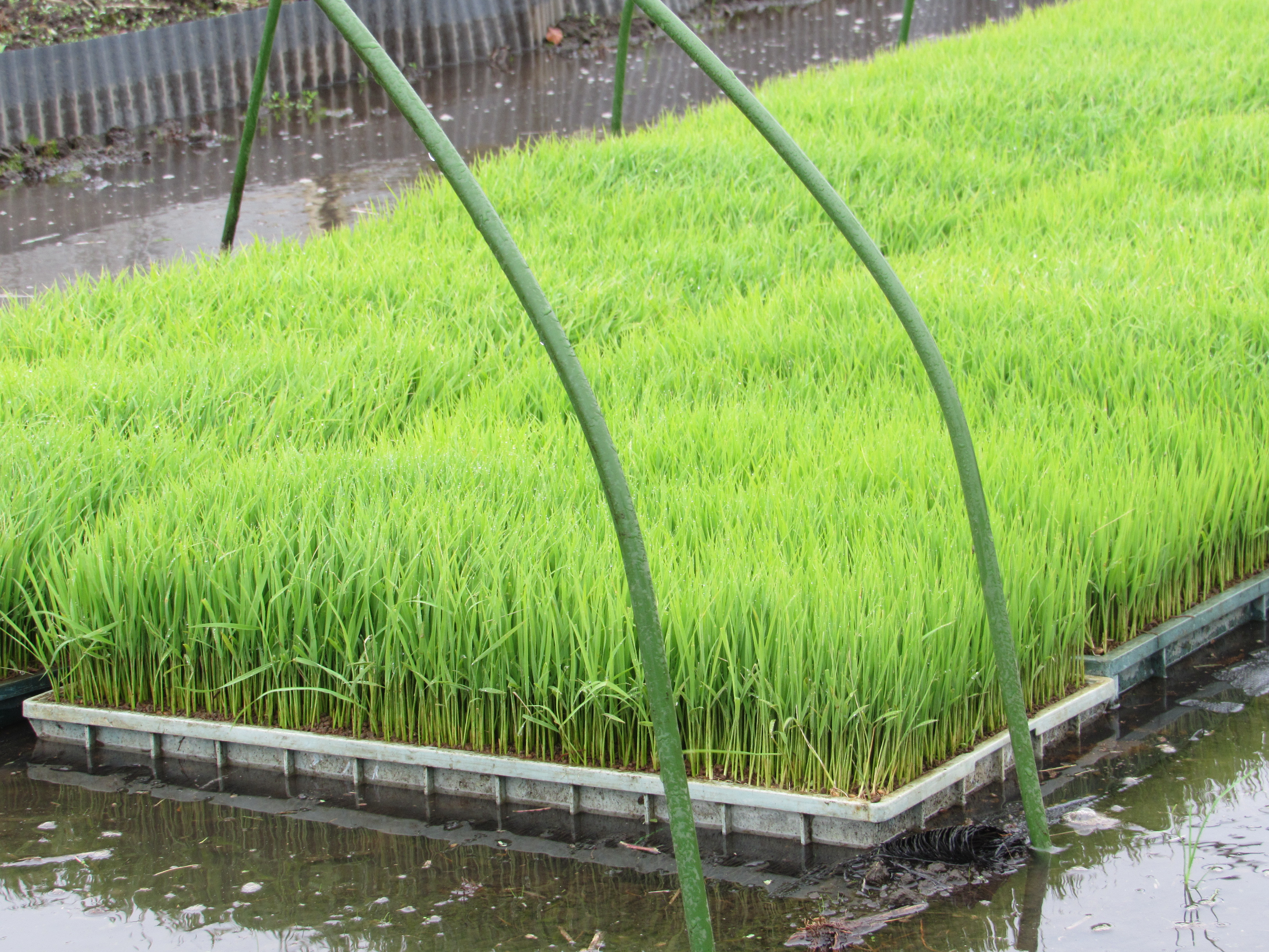 農業・食料ほんとうの話