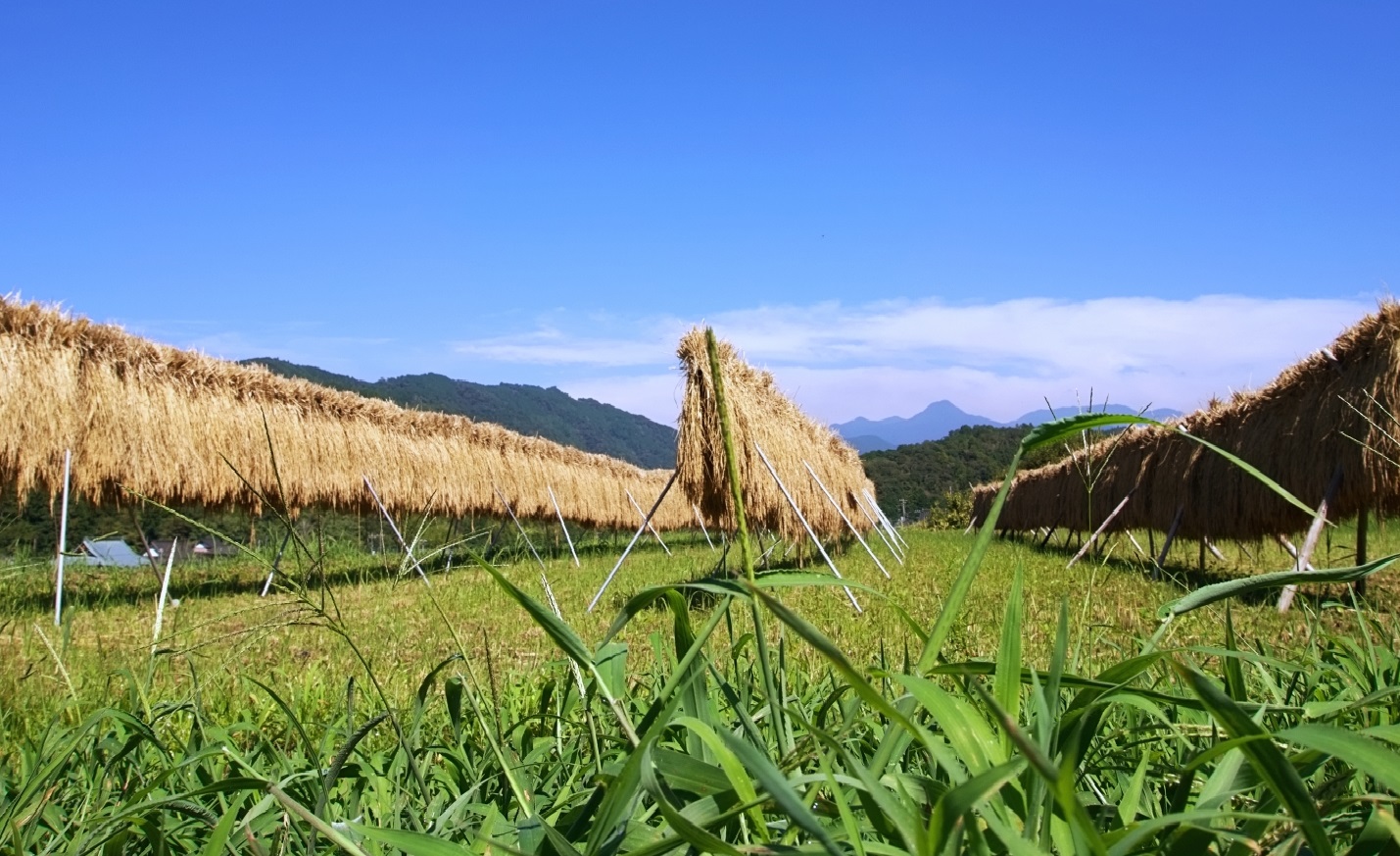 1月配信協同の歴史の瞬間（稲穂）