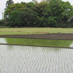 農業・食料ほんとうの話〔第167回〕<br> 再燃する「農協改革」という名の「農協攻撃」<br> 鈴木宣弘　東京大学大学院 特任教授