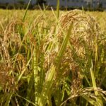 【協同の歴史の瞬間】<span class="br">1947（昭和22）年11月19日</span><span class="br">「農業協同組合法」公布　　12月10日　施行</span><span class="br">監修／堀越芳昭　山梨学院大学　元教授</span>