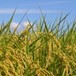 【協同の歴史の瞬間】 <span class="br">1947（昭和22）年12月10日 </span><span class="br">「農業協同組合のいろは」印刷　　12月15日　発行</span><span class="br">執筆／田中照良　元ＪＡ全中教育部 </span>