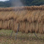 農業・食料ほんとうの話〔第174回〕<br> 安易な「犯人捜し」は危険～本質を抑える冷静な視点～<br> 鈴木宣弘　東京大学大学院 特任教授