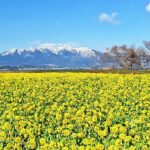 【協同の歴史の瞬間】 <br>1951（昭和26）年３月　農業委員会法公布 <br>1952（昭和27）年３月　農事会法案要綱が提出される <br>1954（昭和29）年６月　農協法改正<br>～農協中央会設立が決まる～<br>執筆／田中照良　元ＪＡ全中教育部