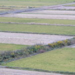 農業・食料ほんとうの話〔第175回〕 <br>農産物輸出における日本に不利な「非対称性」をどう解消するか<br>鈴木宣弘　東京大学大学院 特任教授