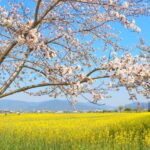 【協同の歴史の瞬間】<br> 1955(昭和30)年 「総合事業計画化運動」の展開<br> 1957(昭和32)年 「農協刷新拡充3か年計画運動」の展開<br> ~運動展開により事業量が大きく進展する~<br> 執筆/田中照良 元JA全中教育部