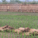 農業・食料ほんとうの話〔第176回〕<br> わずかな「過剰」に右往左往せず<br> 大局的見地で増産と需要創出を<br> 鈴木宣弘　東京大学大学院 特任教授